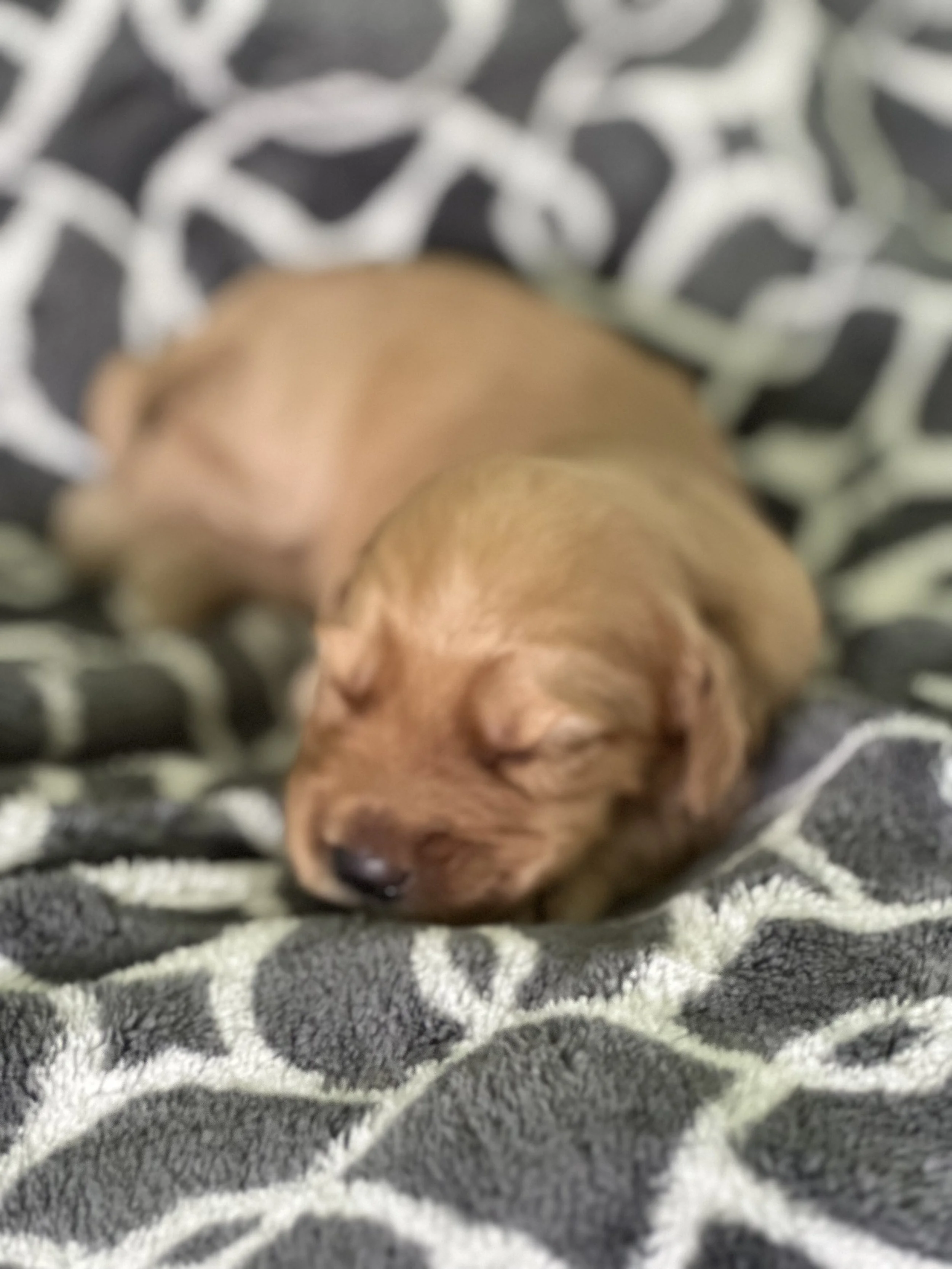 Labradoodle puppy