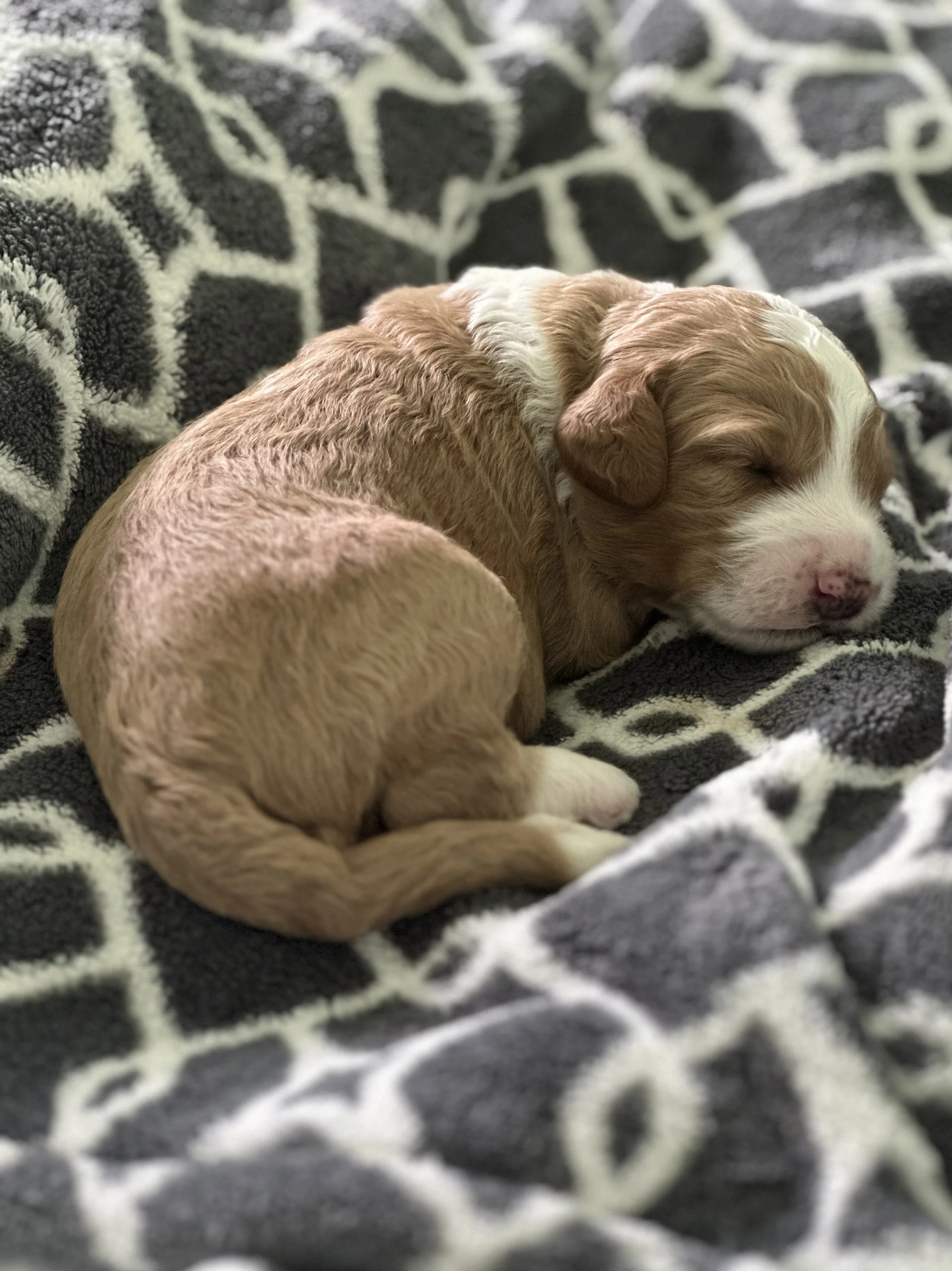 Labradoodle puppy