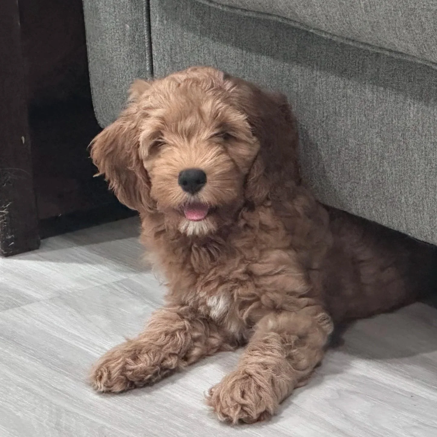 Labradoodle puppy