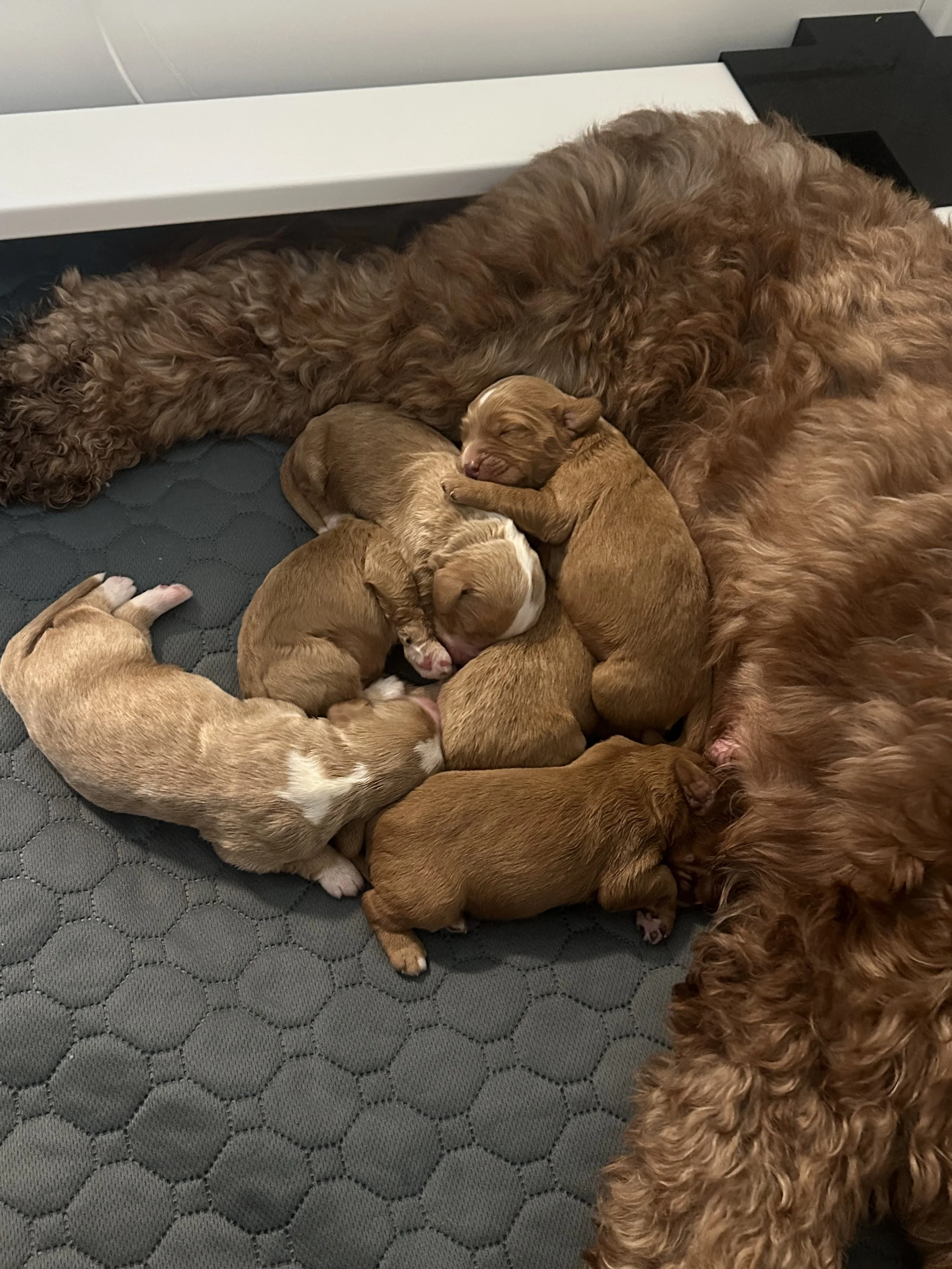 Labradoodle puppy
