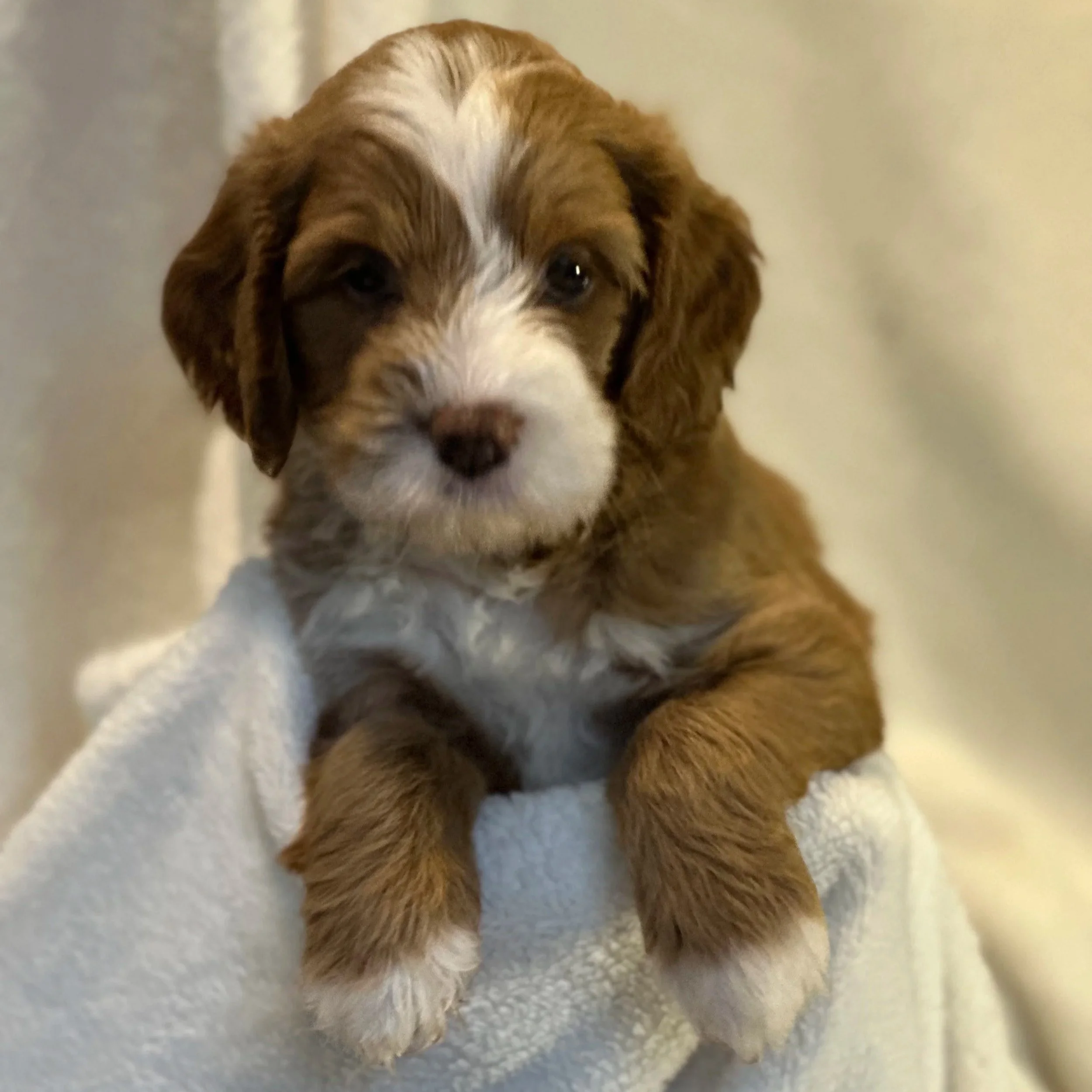 Labradoodle puppy