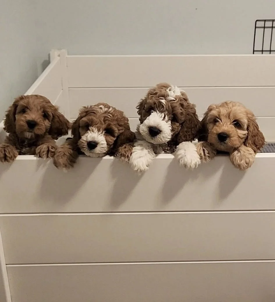 Labradoodle puppy