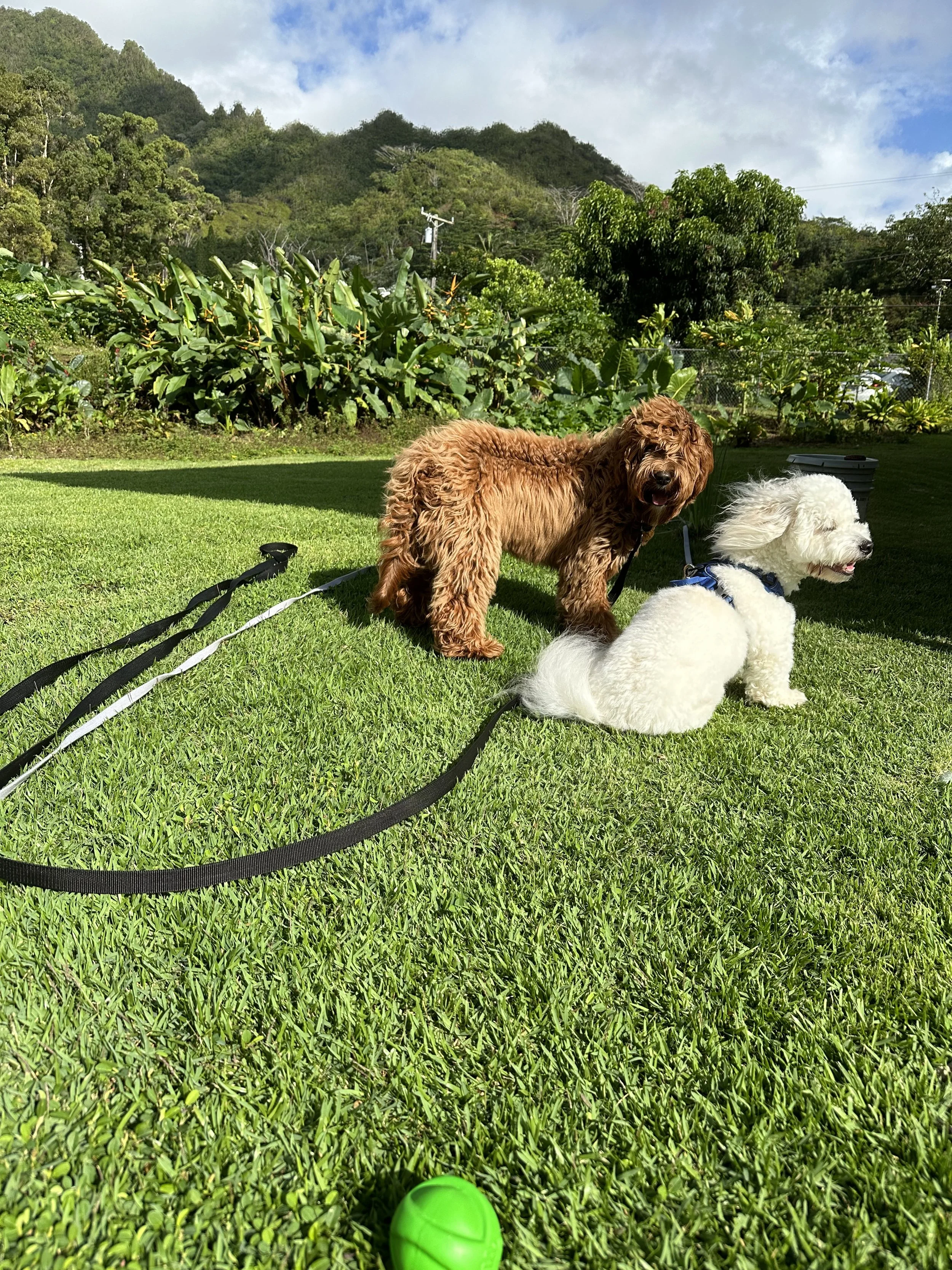 Labradoodle puppy