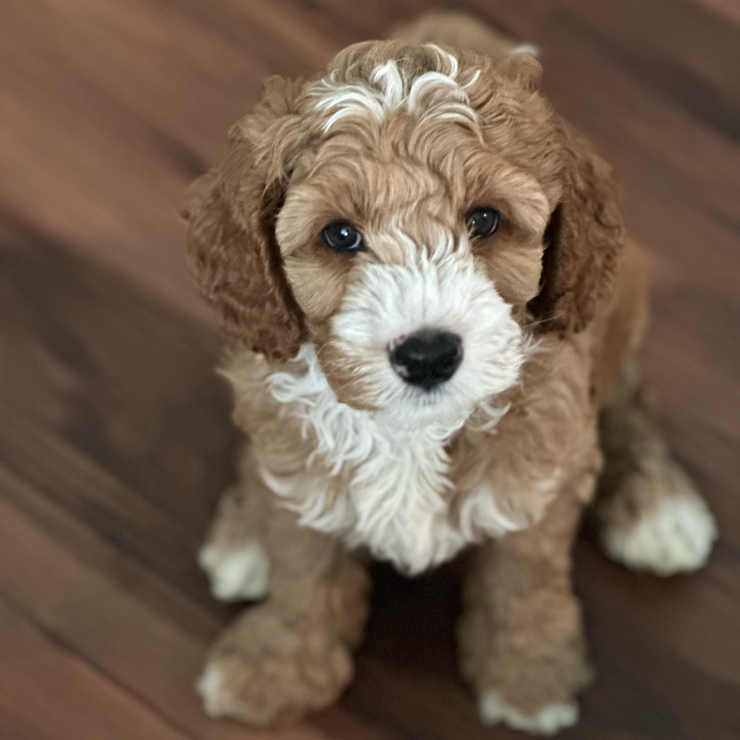 Labradoodle puppy